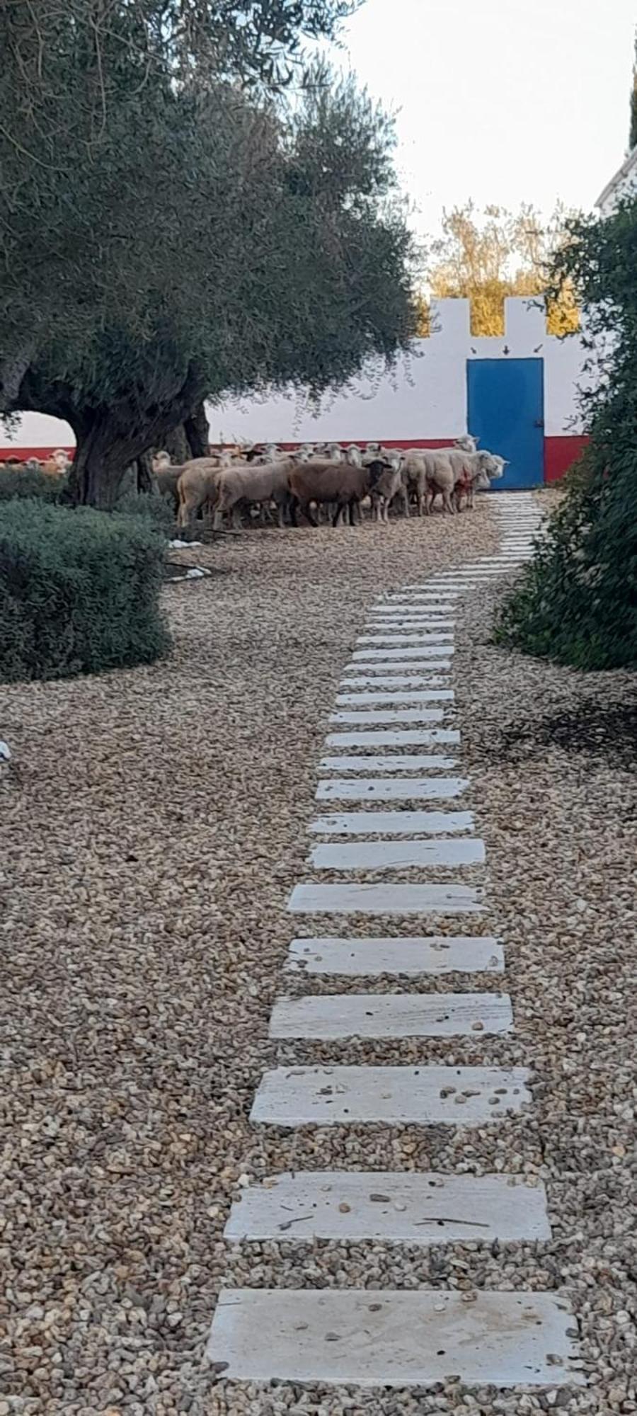 Quinta Da Chamine Ξενοδοχείο Ferreira Do Alentejo Δωμάτιο φωτογραφία